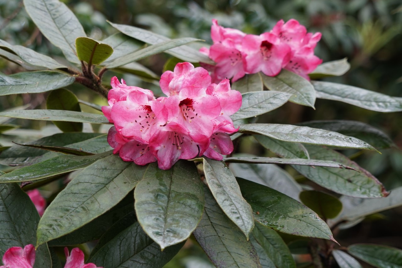 R. ciningerum var. crinigerum